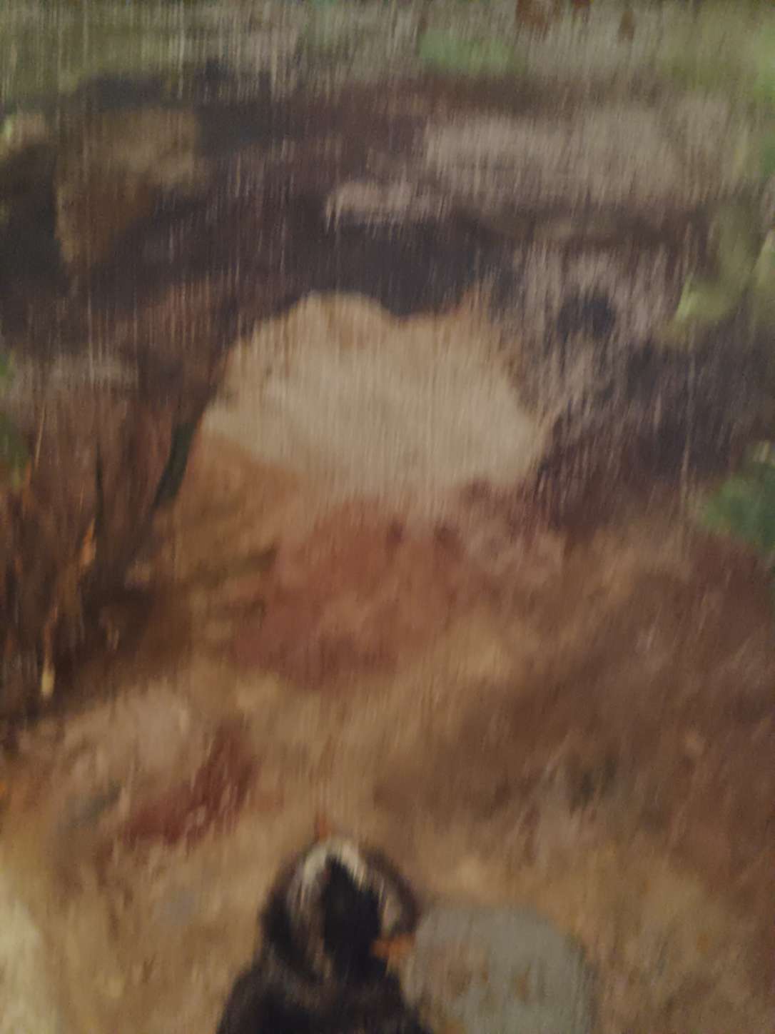 Antico dipinto olio su tela fine 800 studio bozzetto pulcini non completato