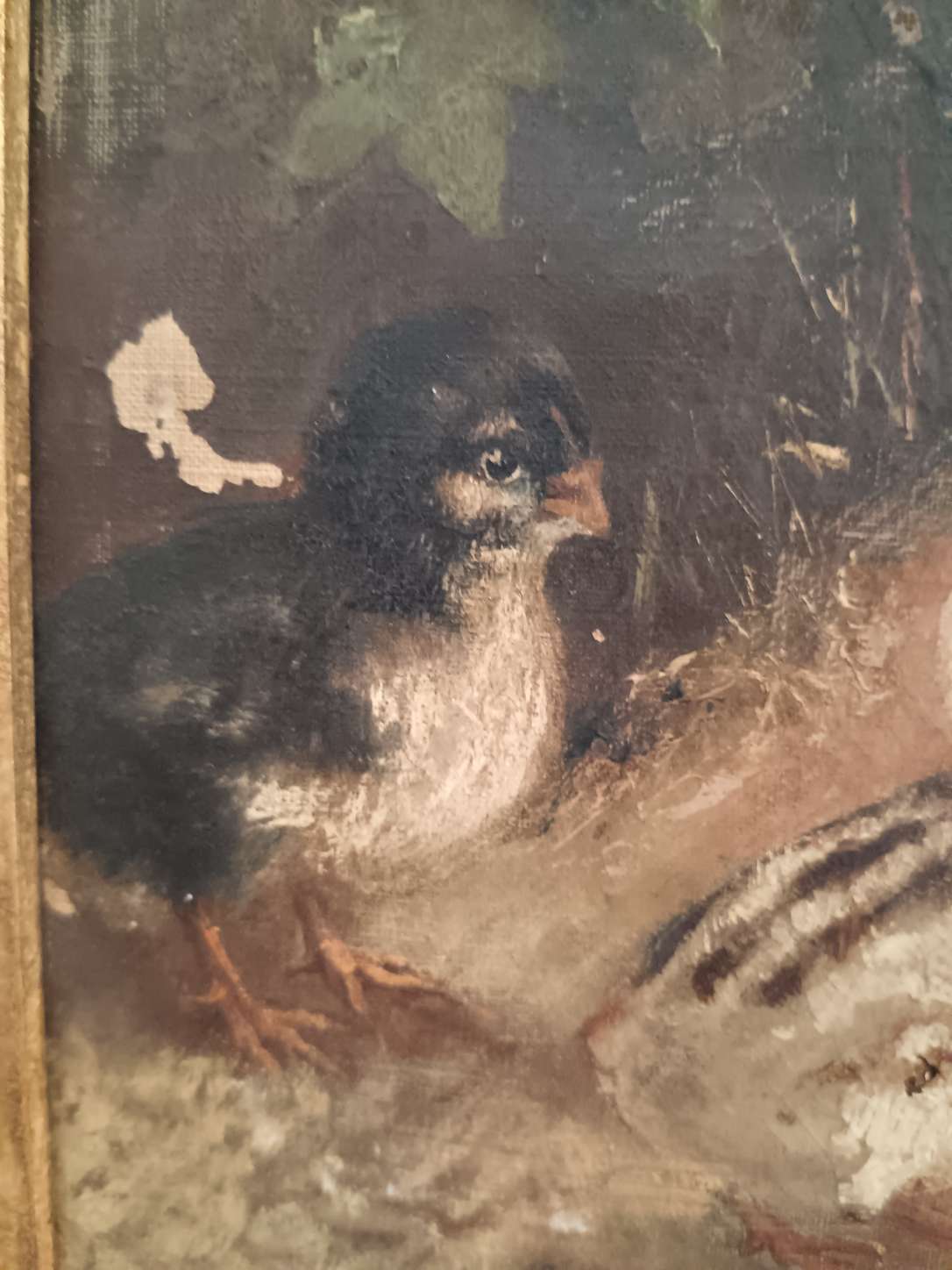 Antico dipinto olio su tela fine 800 studio bozzetto pulcini non completato